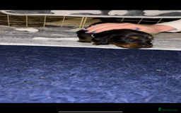 Miniature Dachshund dogs for sale: 2 female miniature dachshunds - Image 3