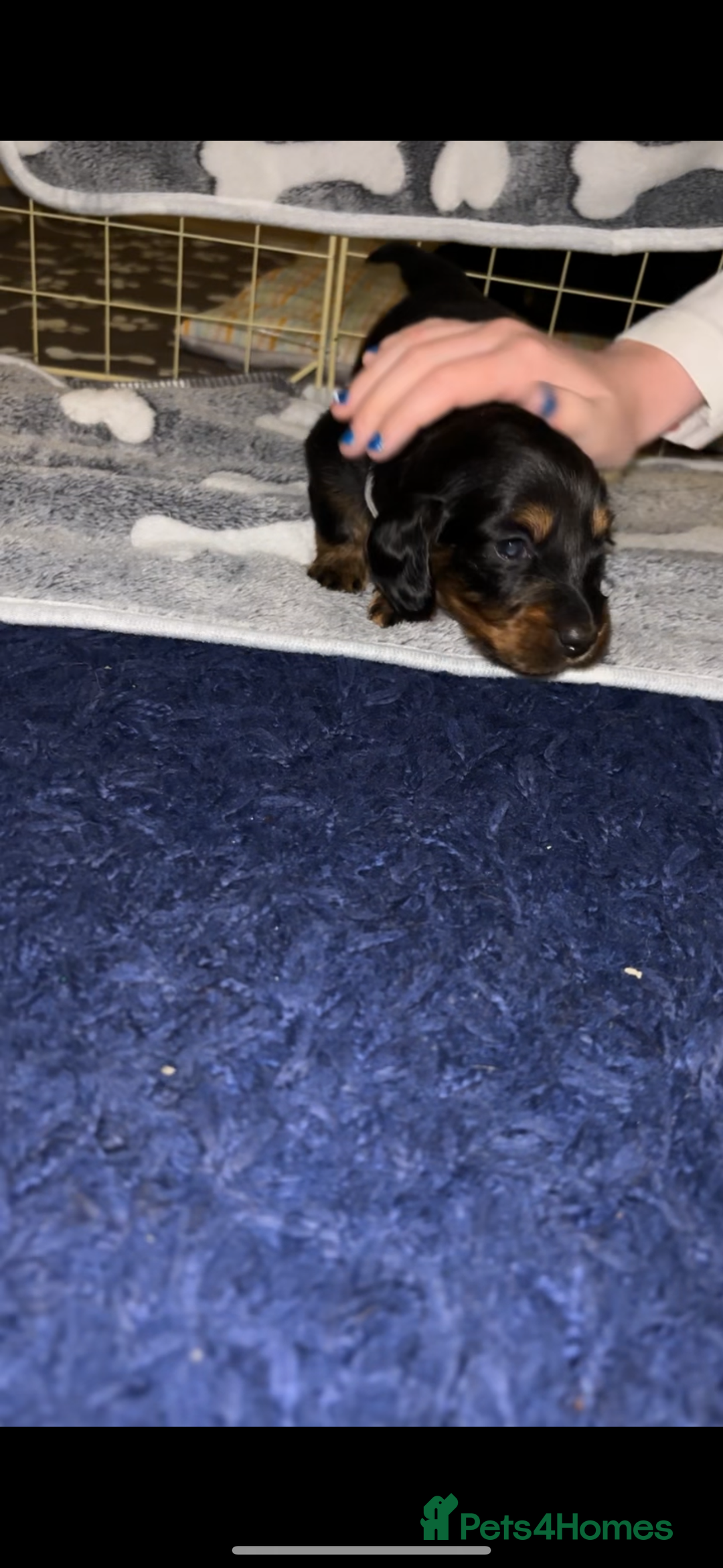 Miniature Dachshund dogs for sale: 2 female miniature dachshunds - Image 3