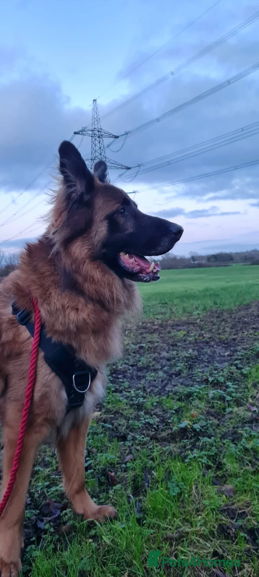 German Shepherd dogs for adoption: Biggie - Advert 2