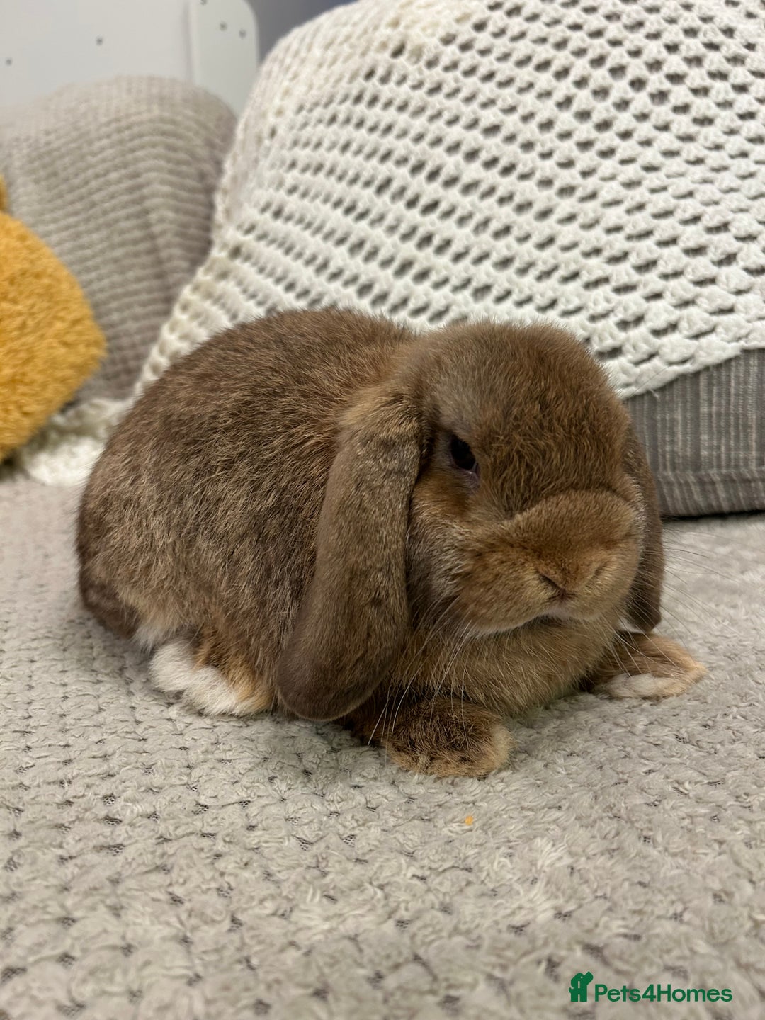 Mini Lop rabbits for sale: Pure Mini Lop Baby Rabbits  - Advert 7
