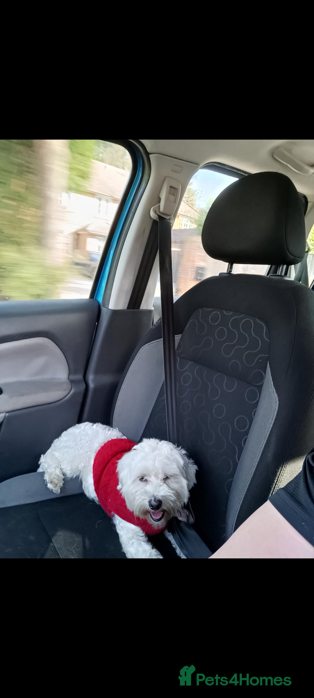 Maltipoo dogs for sale: Beautiful teddy bear Maltipoo puppies  - Image 7