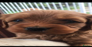 Cavapoo dogs - Advert 1