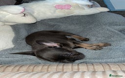 French Bulldog dogs for sale: Female French bulldog  - Image 3