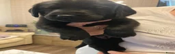 Labrador Retriever dogs for sale: Black Labrador puppies for sale in Fraserburgh - Advert 5