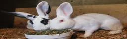 Belgian Hares rabbits for sale: 'Millie and Moo' pair of female Belgian Hares - Advert 2