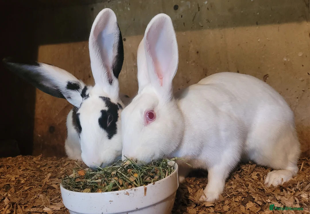 Belgian Hares rabbits for sale: 'Millie and Moo' pair of female Belgian Hares - Advert 2