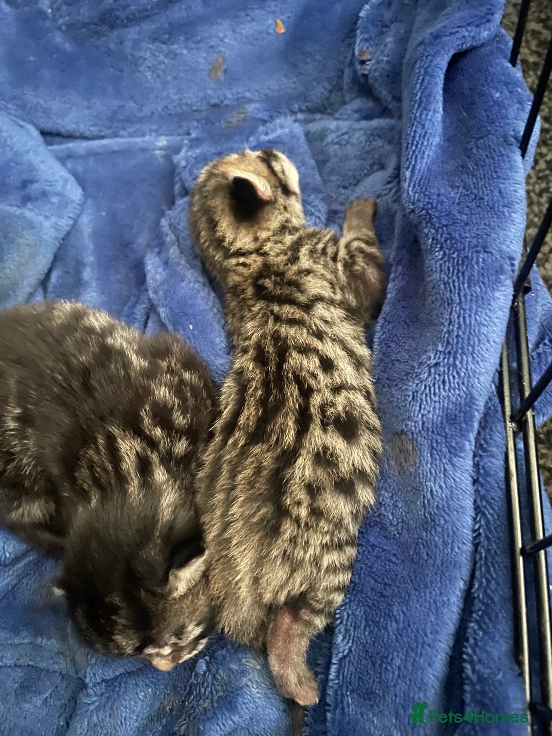Domestic Shorthair cats for sale: Male 8 week kitten  - Image 6