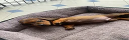Miniature Dachshund dogs for sale: Miniature dachshund 3 boys 5 girls - Advert 25