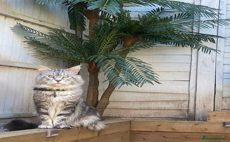 Maine Coon cats - Advert 2