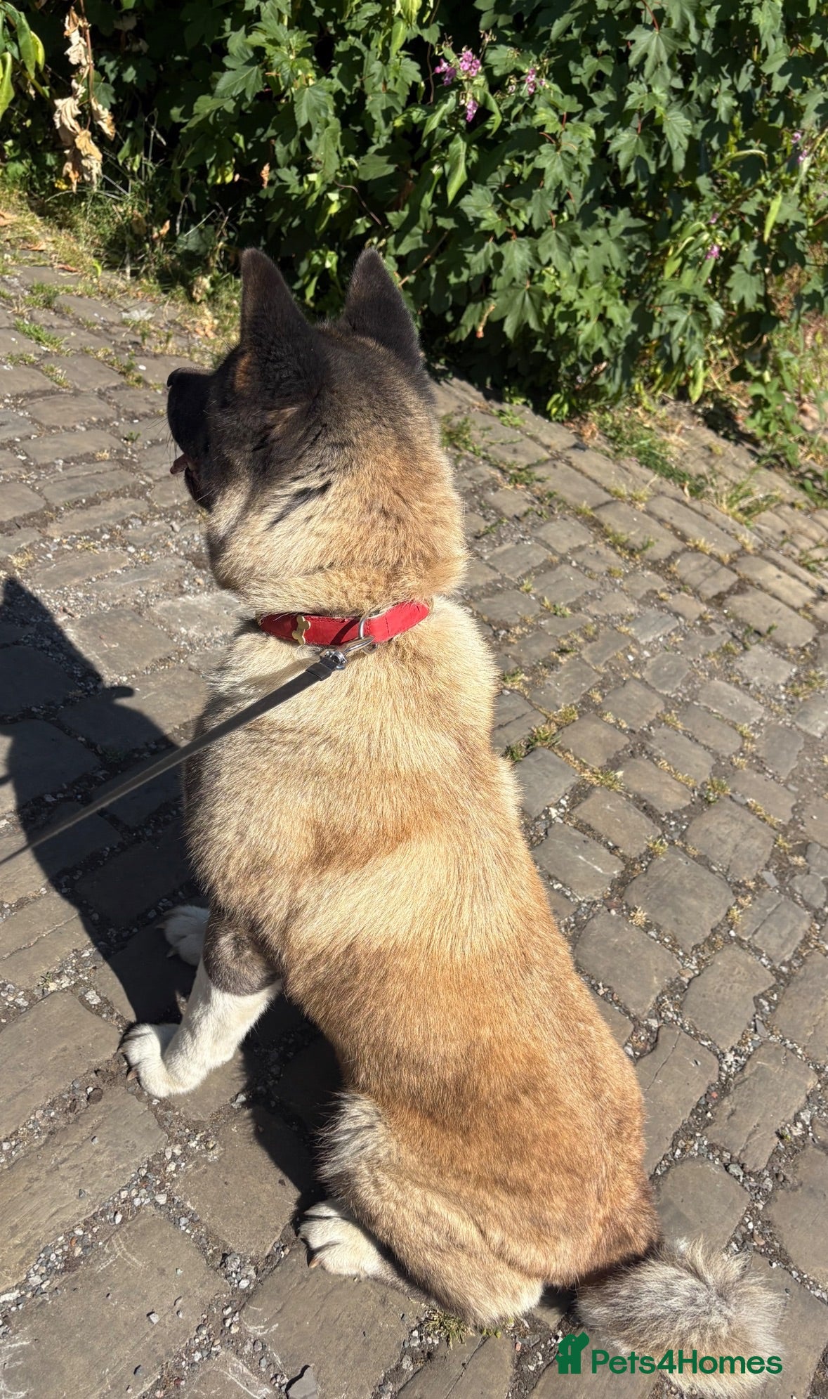 Akita dogs Beautiful female American Akita for sale . - Advert 3