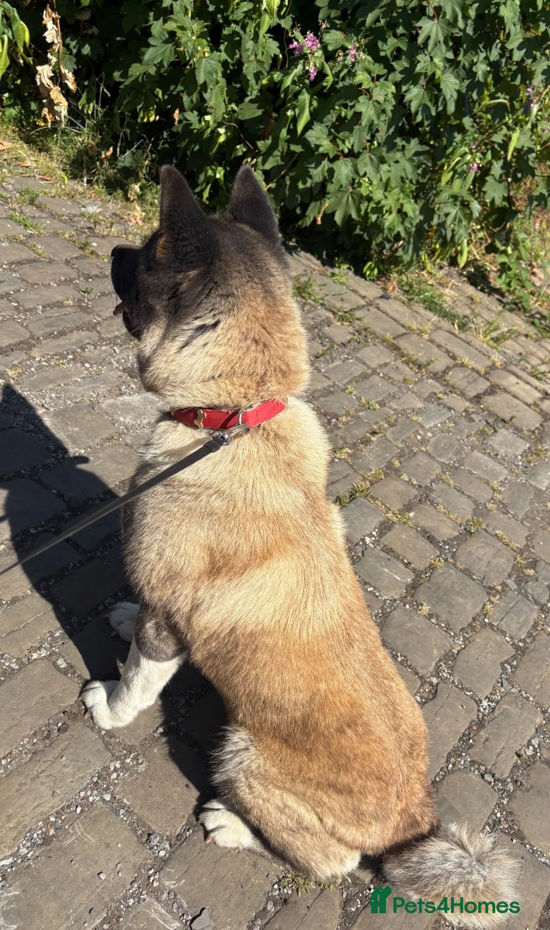 Akita dogs for sale: Beautiful female American Akita for sale . - Advert 1