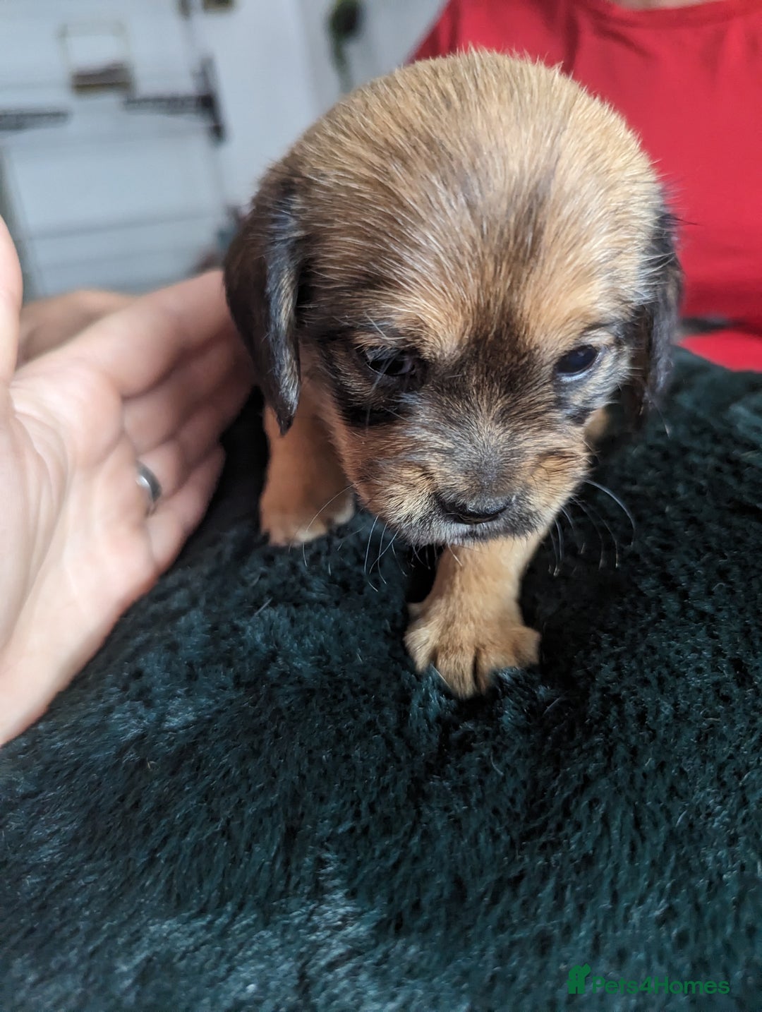 Mixed Breed dogs for sale: Shweenie puppies for sale - Image 14