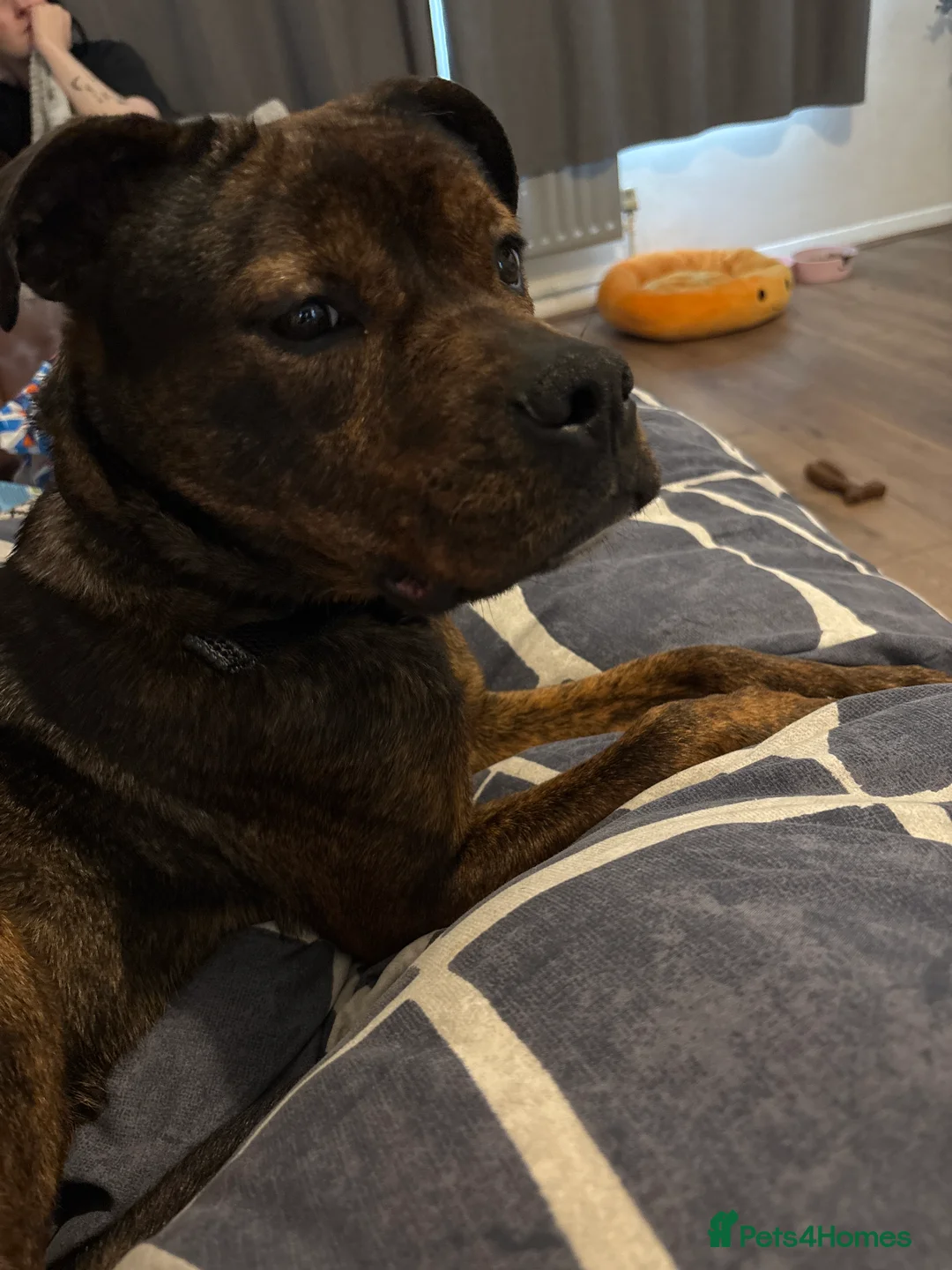 Mixed Breed dogs for sale: Female dog needing home - Advert 1