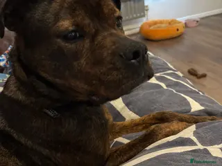 Mixed Breed dogs Female dog needing home - Advert 5