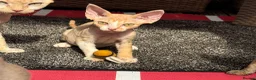 Devon Rex cats for sale: Stunning male Devon Pet or GCCF active considered - Advert 3