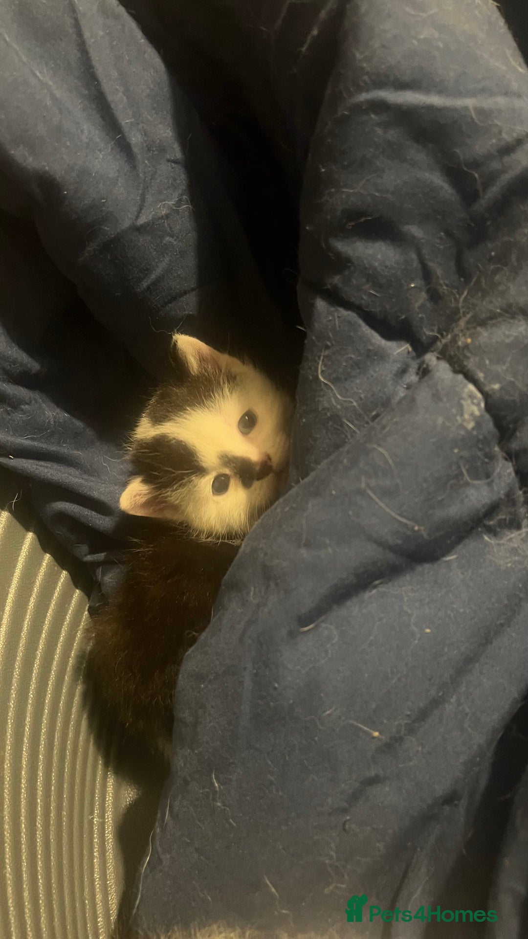 Mixed Breed cats for sale: Kittens in need of a loving forever home - Advert 4