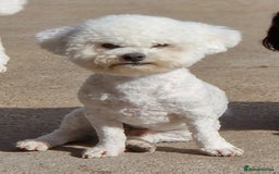 Poochon dogs for sale: 💥STUNNING H/TESTED F1 POOCHON PUPPIES FOR SALE💥 - Image 9