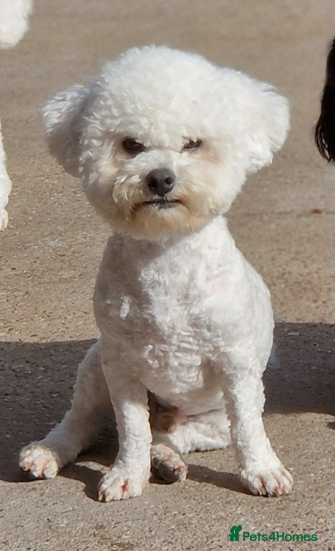 Poochon dogs for sale: 💥STUNNING H/TESTED F1 POOCHON PUPPIES FOR SALE💥 - Image 9