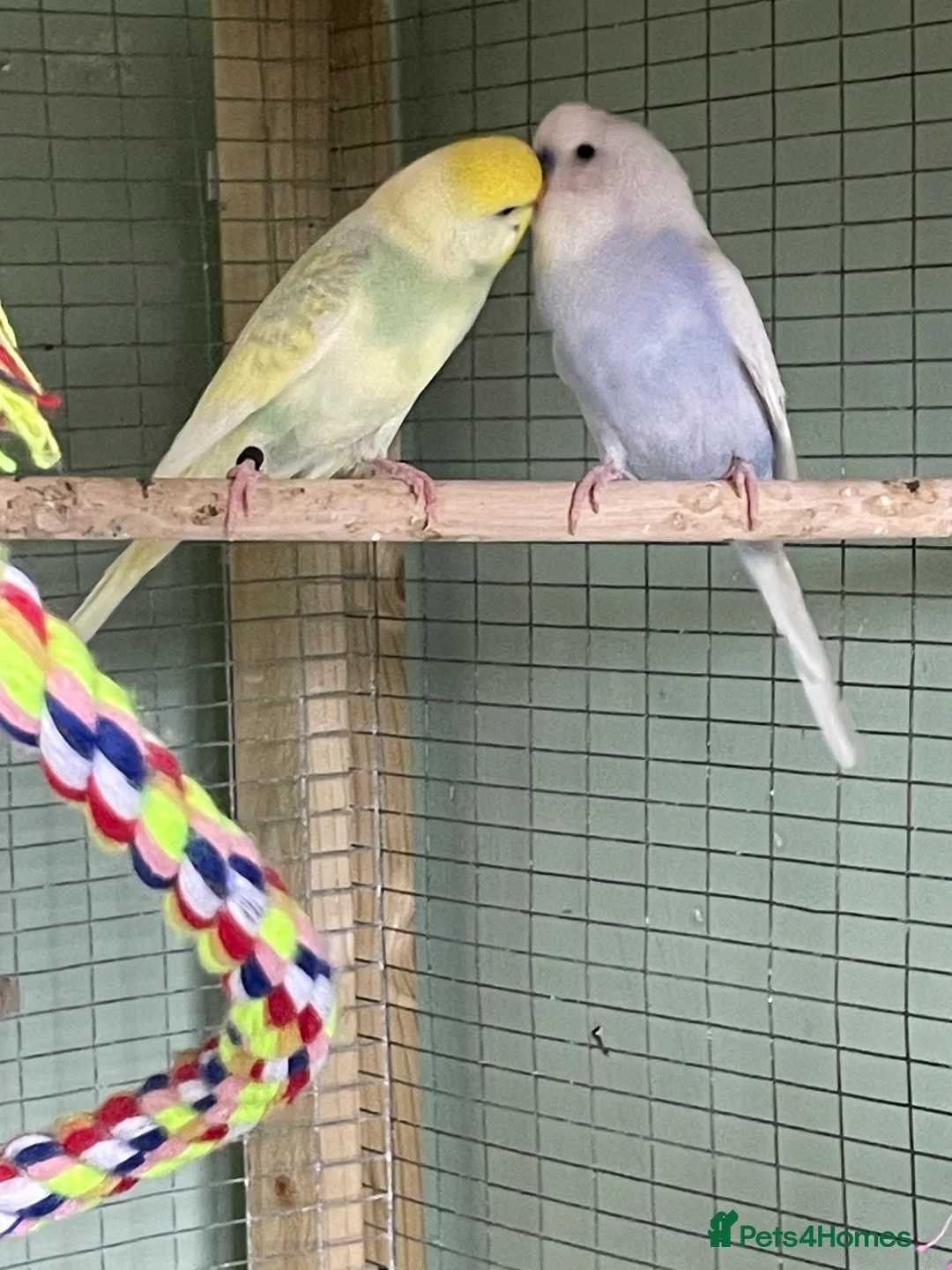 Budgerigars birds for sale: 2 lovely budgies looking for a home together  in Royston - Advert 2