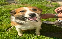 Mixed Breed dogs for sale: 🐾 Beautiful Whippet x Collie Puppies! 🐾 - Image 38