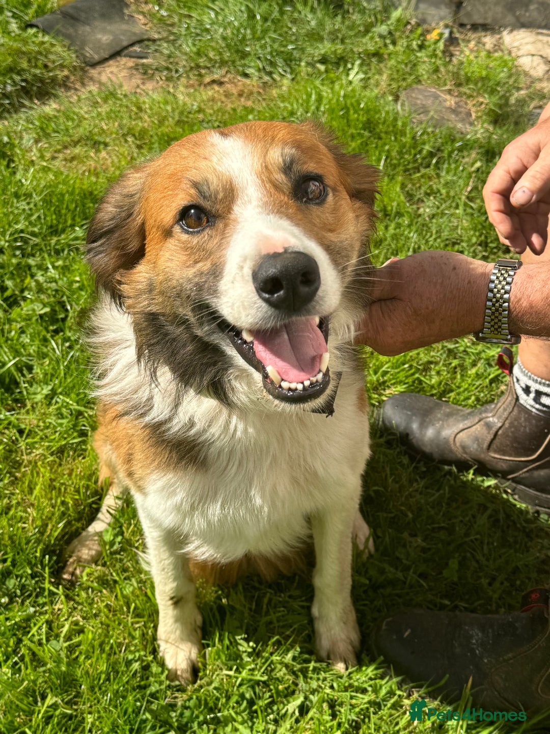 Mixed Breed dogs for sale: 🐾 Beautiful Whippet x Collie Puppies! 🐾 - Image 38