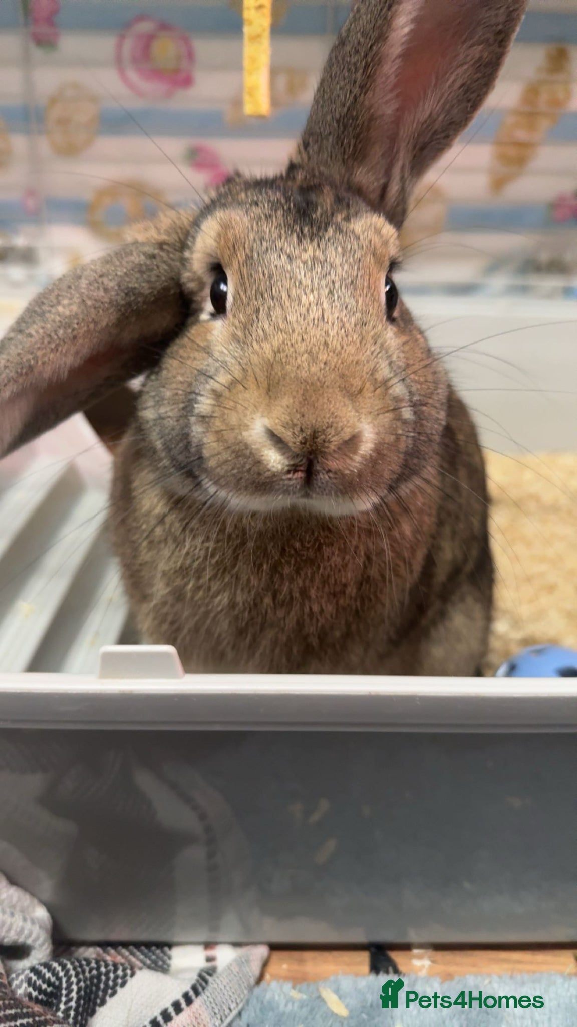 Mixed Breed rabbits male rabbit for rehome or looking for partner  - Advert 1