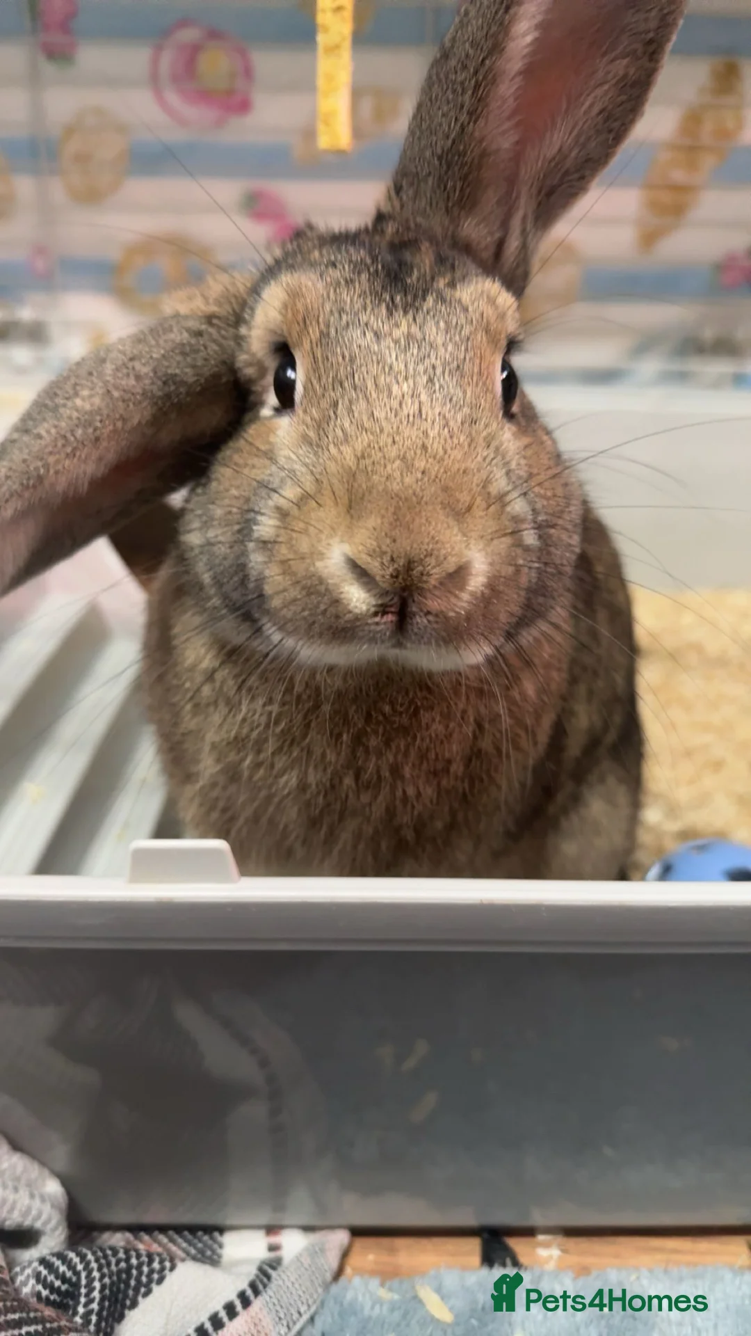 Mixed Breed rabbits for sale: male rabbit for rehome or looking for partner  in Southampton - Advert 1