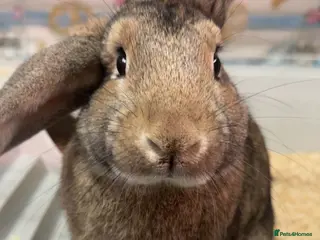 Mixed Breed rabbits male rabbit for rehome or looking for partner - Advert 1