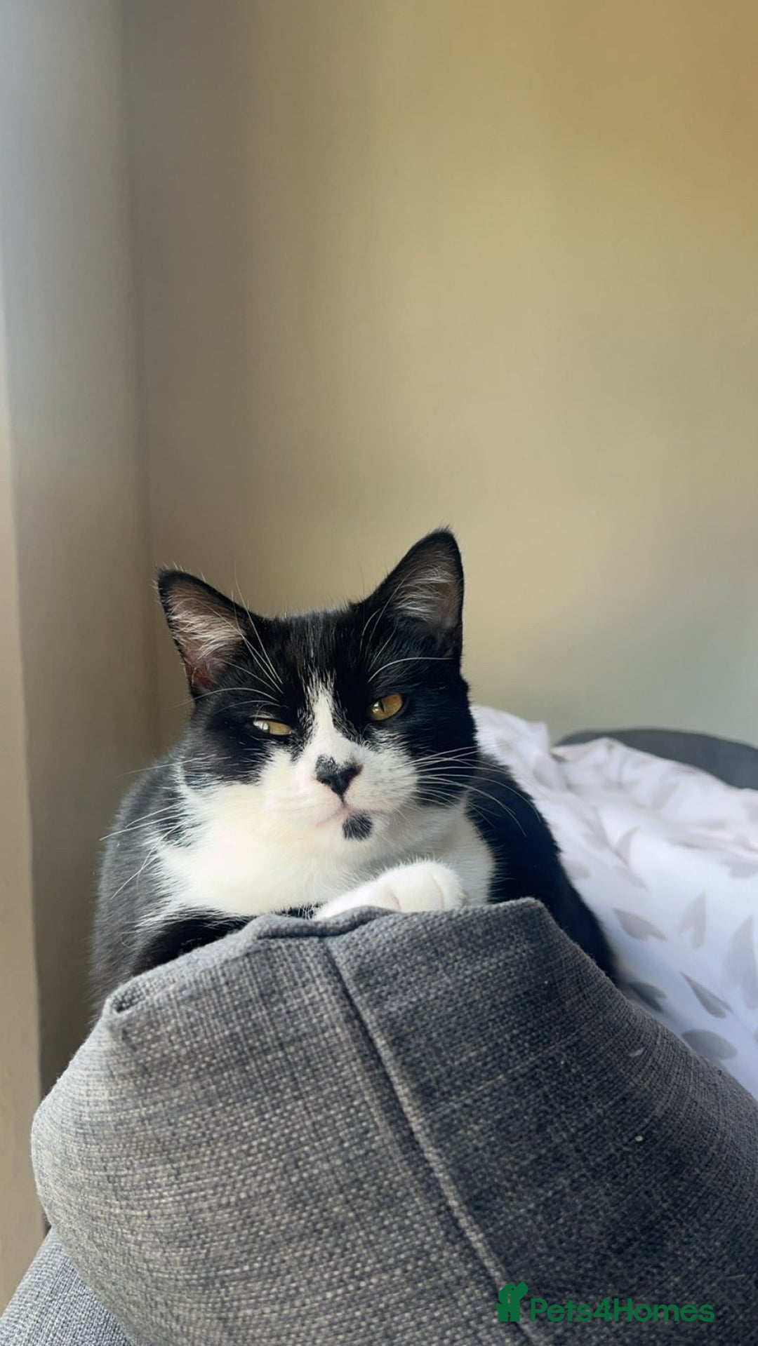 British Shorthair cats for sale: female cat for sale  - Advert 2