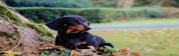 Miniature Dachshund dogs for sale: IVDD screened parents, 11mth old B&t girl  in Bridgnorth - Advert 9