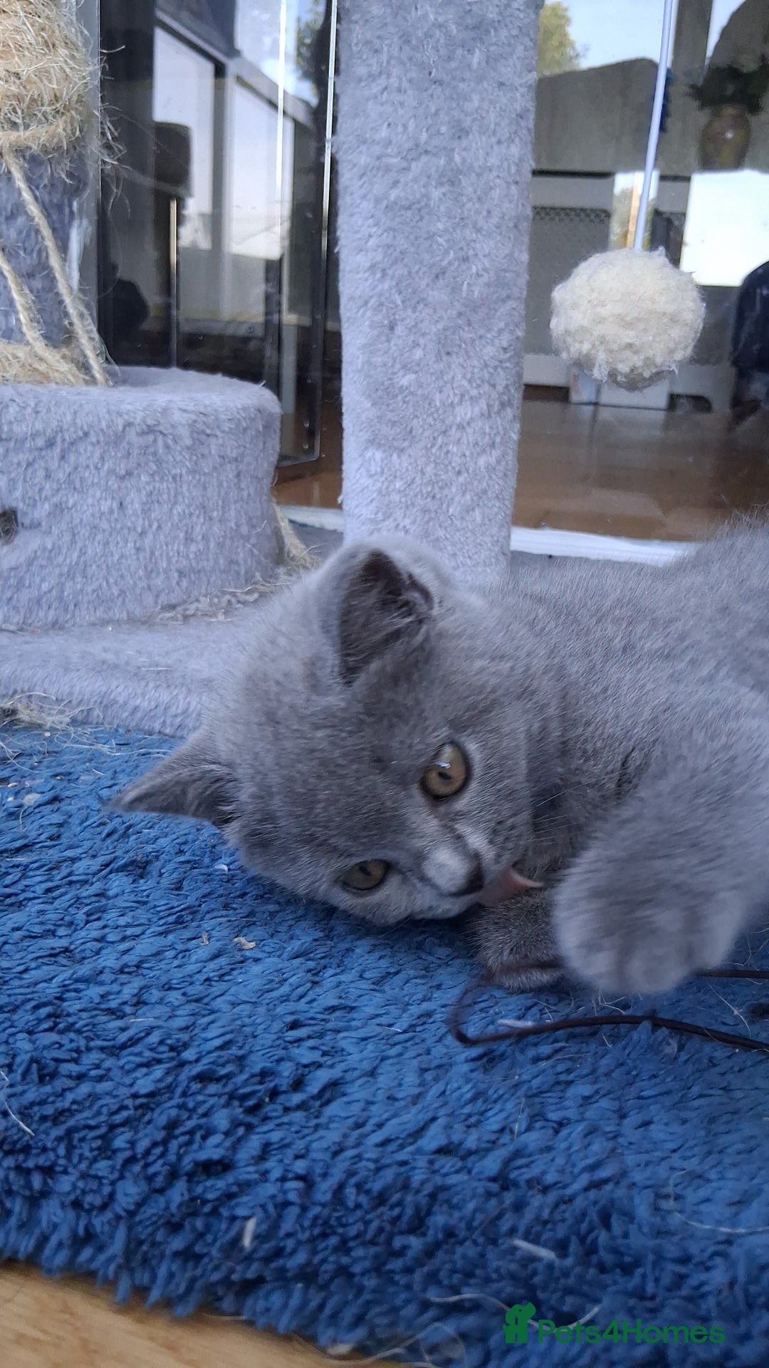 British Shorthair cats for sale: Beautiful British shorthair litter - Image 7
