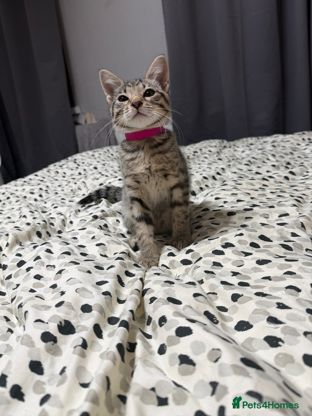 Mixed Breed cats for sale: Savannah X Siamese Kittens - Advert 9