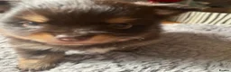 Pomchi dogs for sale: Pomeranian x pups  in Camberley - Advert 4