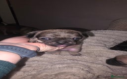 Mixed Breed dogs for sale: Mixed breed puppies for sale - Image 6