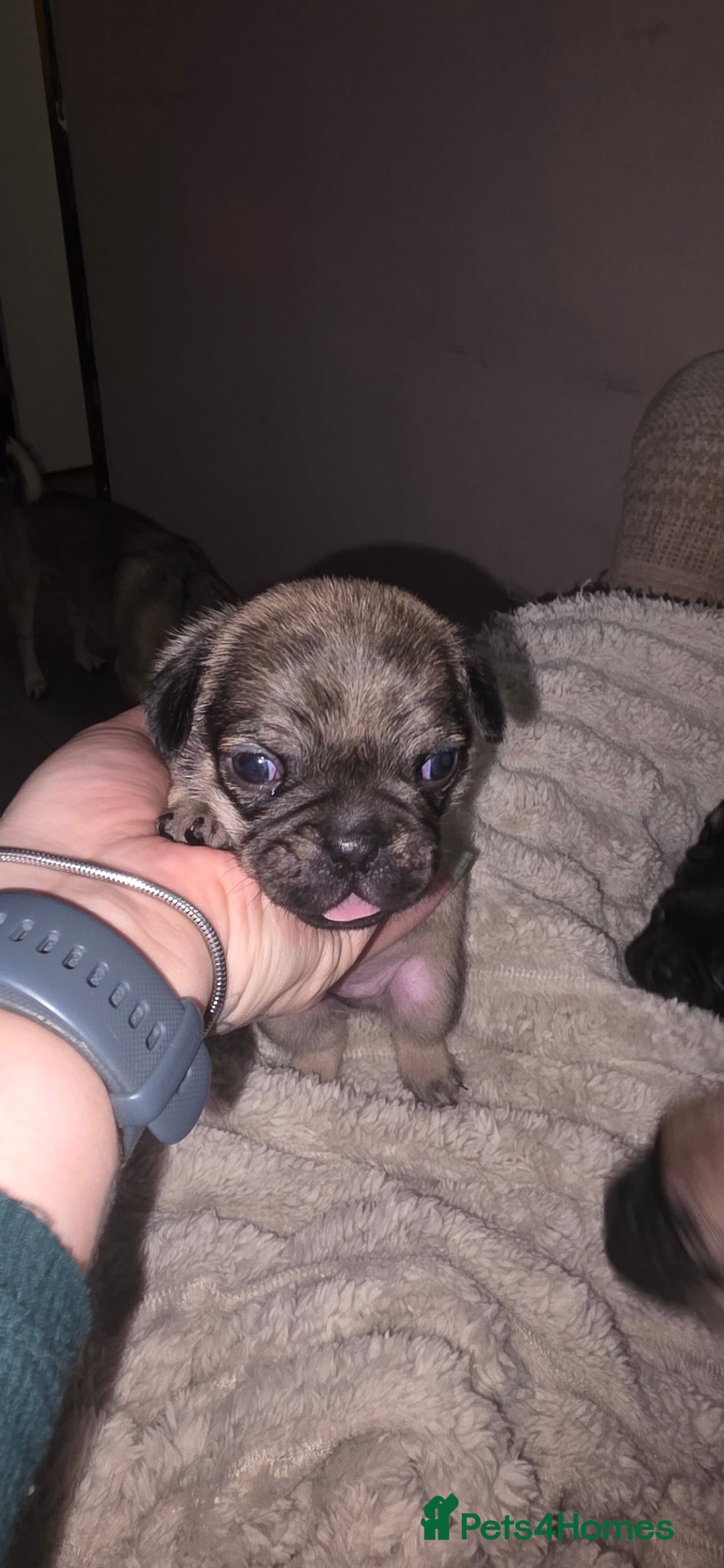 Mixed Breed dogs for sale: Mixed breed puppies for sale - Image 6