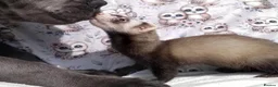 Ferret rodents for sale: Baby Ferrets  - Advert 5
