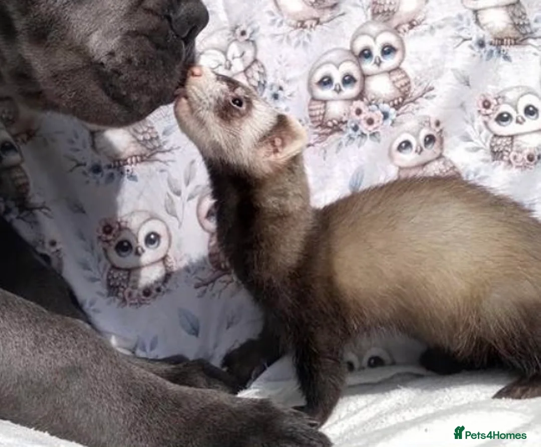 Ferret rodents for sale: Baby Ferrets  - Advert 5