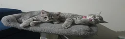 British Shorthair cats for sale: Bsh Kittens ready to go  in Glasgow - Advert 14