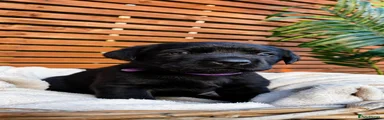 Labrador Retriever 3