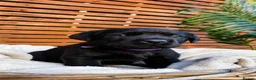 Labrador Retriever dogs for sale: KC Labrador Retrievers - Advert 7