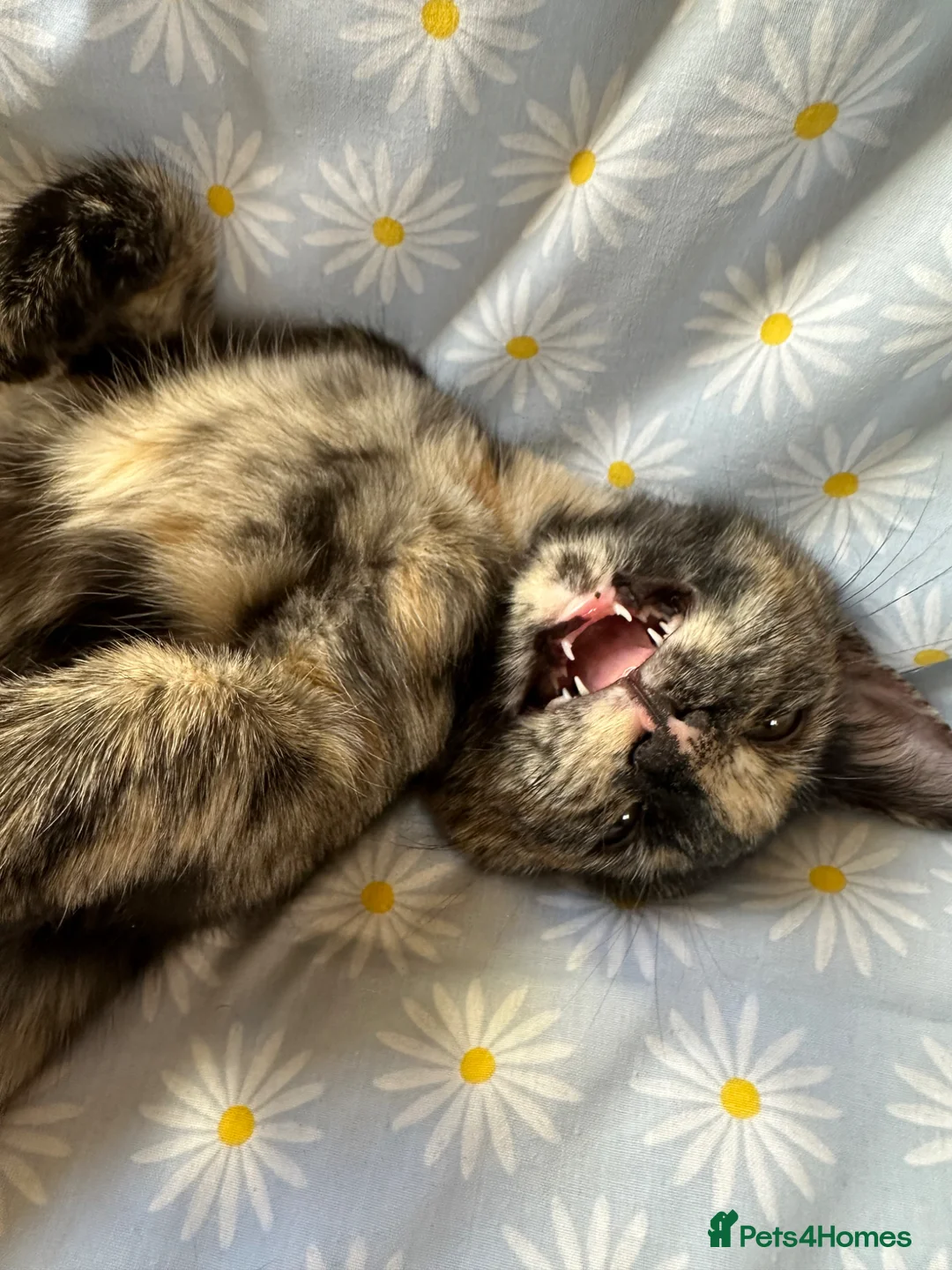 Mixed Breed cats for sale: Cat mother is meant to be a bengal in Bolton - Advert 1