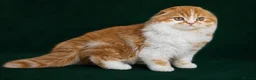 Scottish Fold cats for sale: Scottish Fold TICA Pedigree  - Advert 4