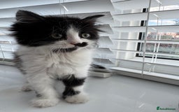 Ragdoll cats for sale: Female half ragdoll  - Image 7