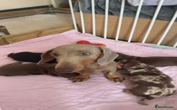 Miniature Dachshund dogs for sale: Photo's do not do this litter justice - Image 10
