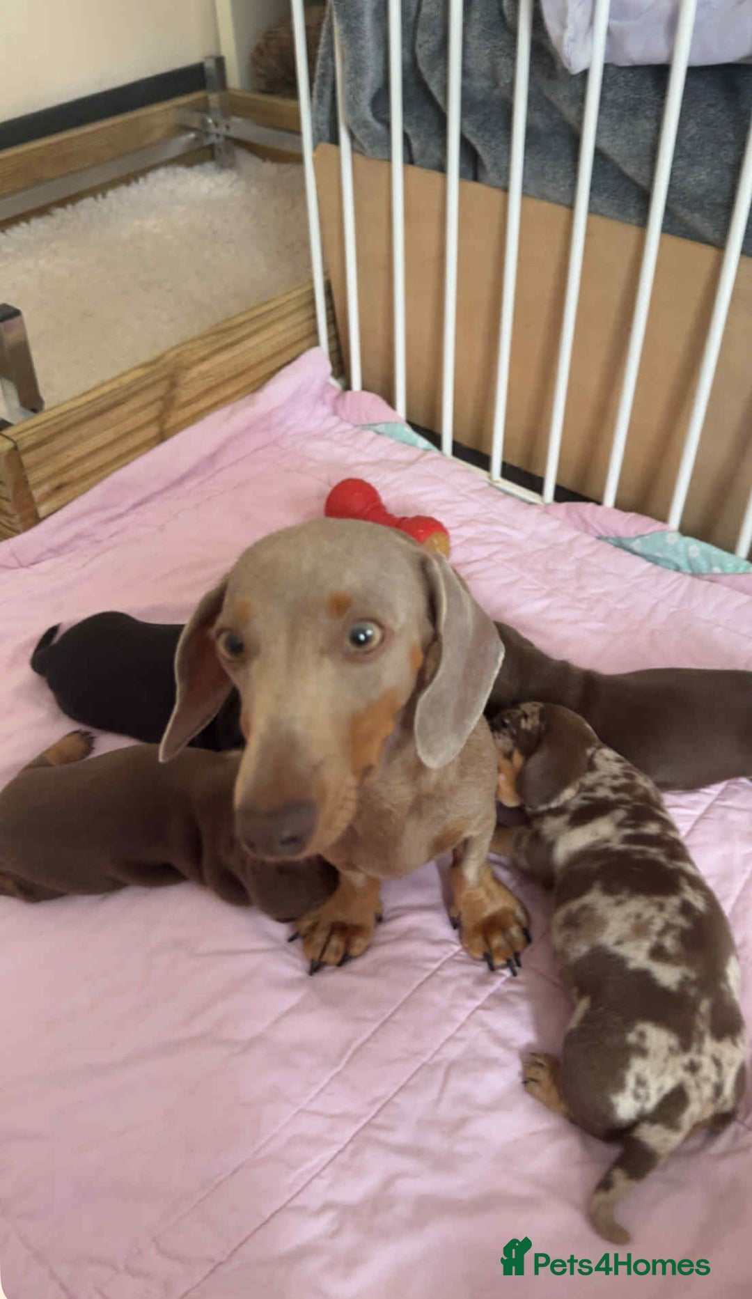 Miniature Dachshund dogs for sale: Photo's do not do this litter justice - Image 10