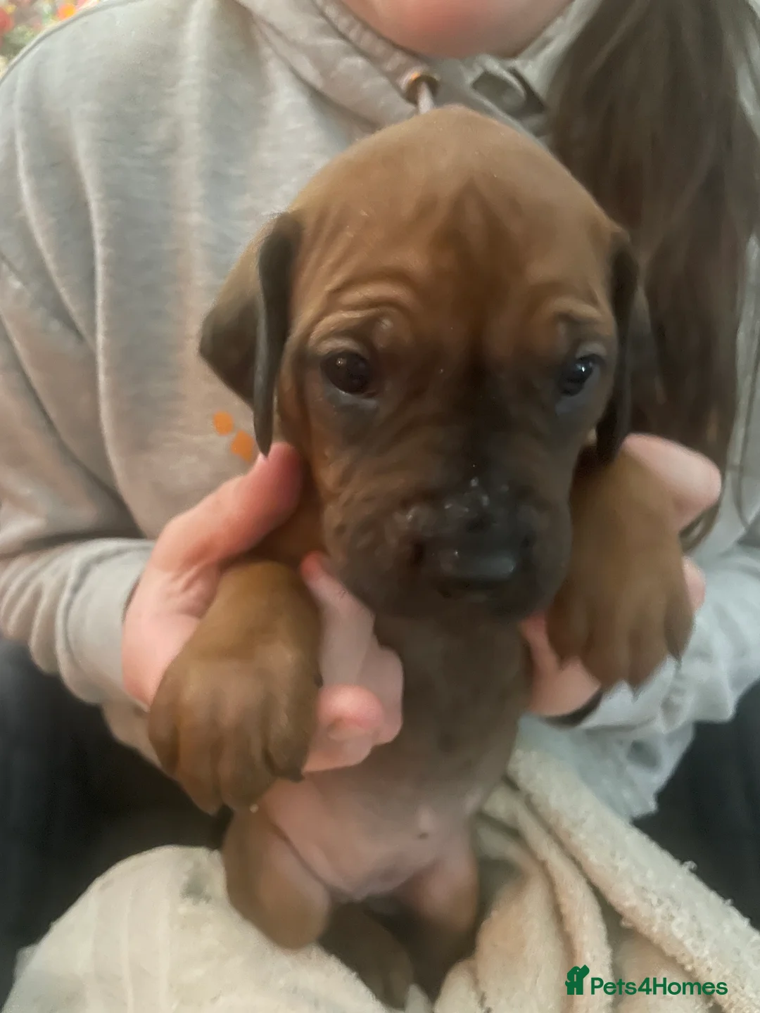 Rhodesian Ridgeback dogs for sale: Beautiful Rhodesian Ridgeback pups - Advert 6