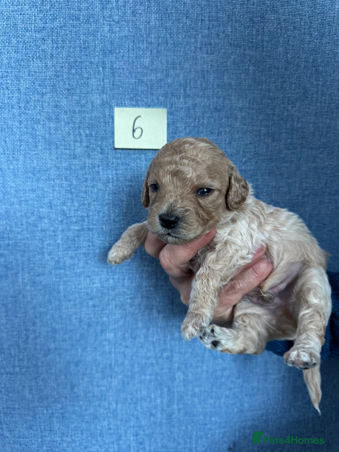 Cavachon dogs for sale: Cavapoochon puppies for sale - Advert 14