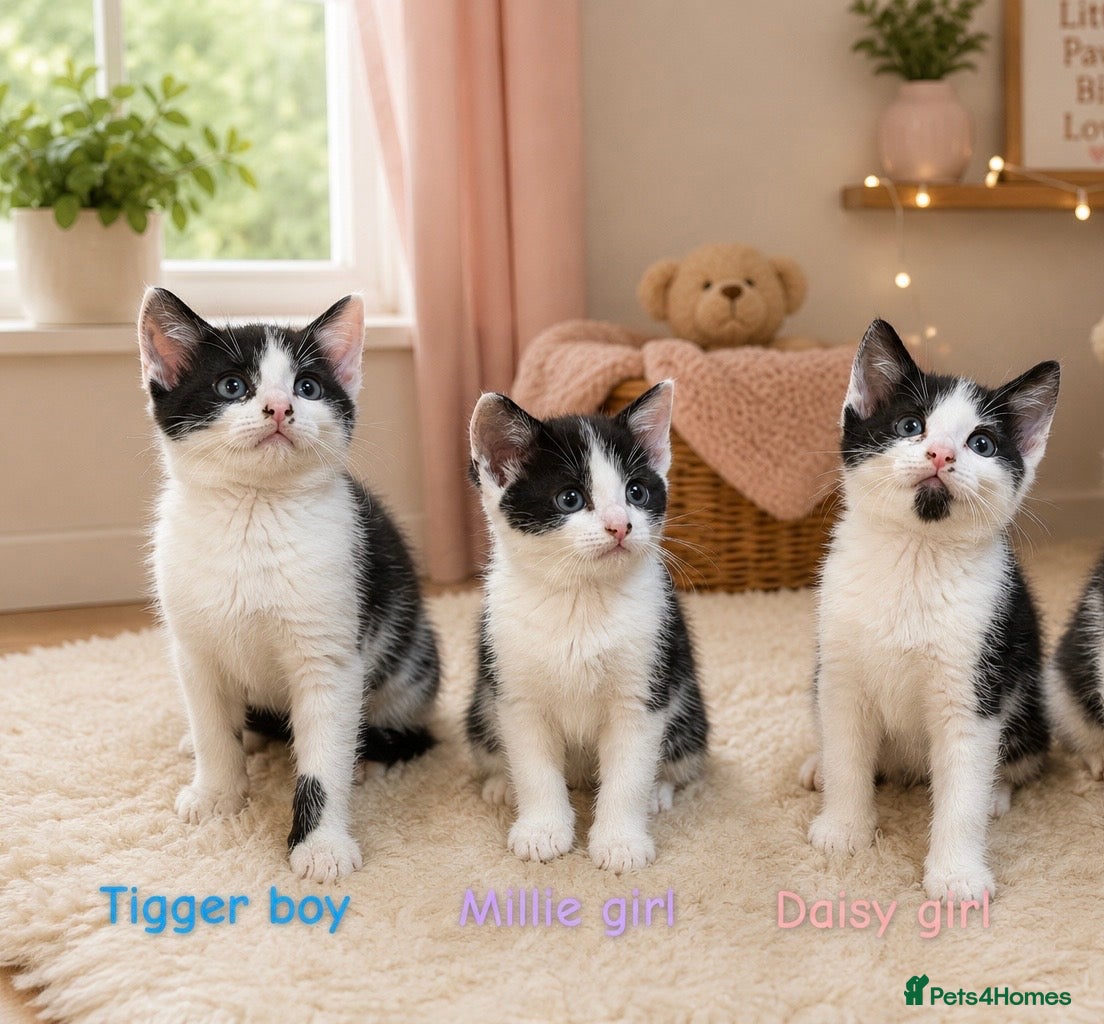 Mixed Breed cats 3 sweet kittens  - Advert 14