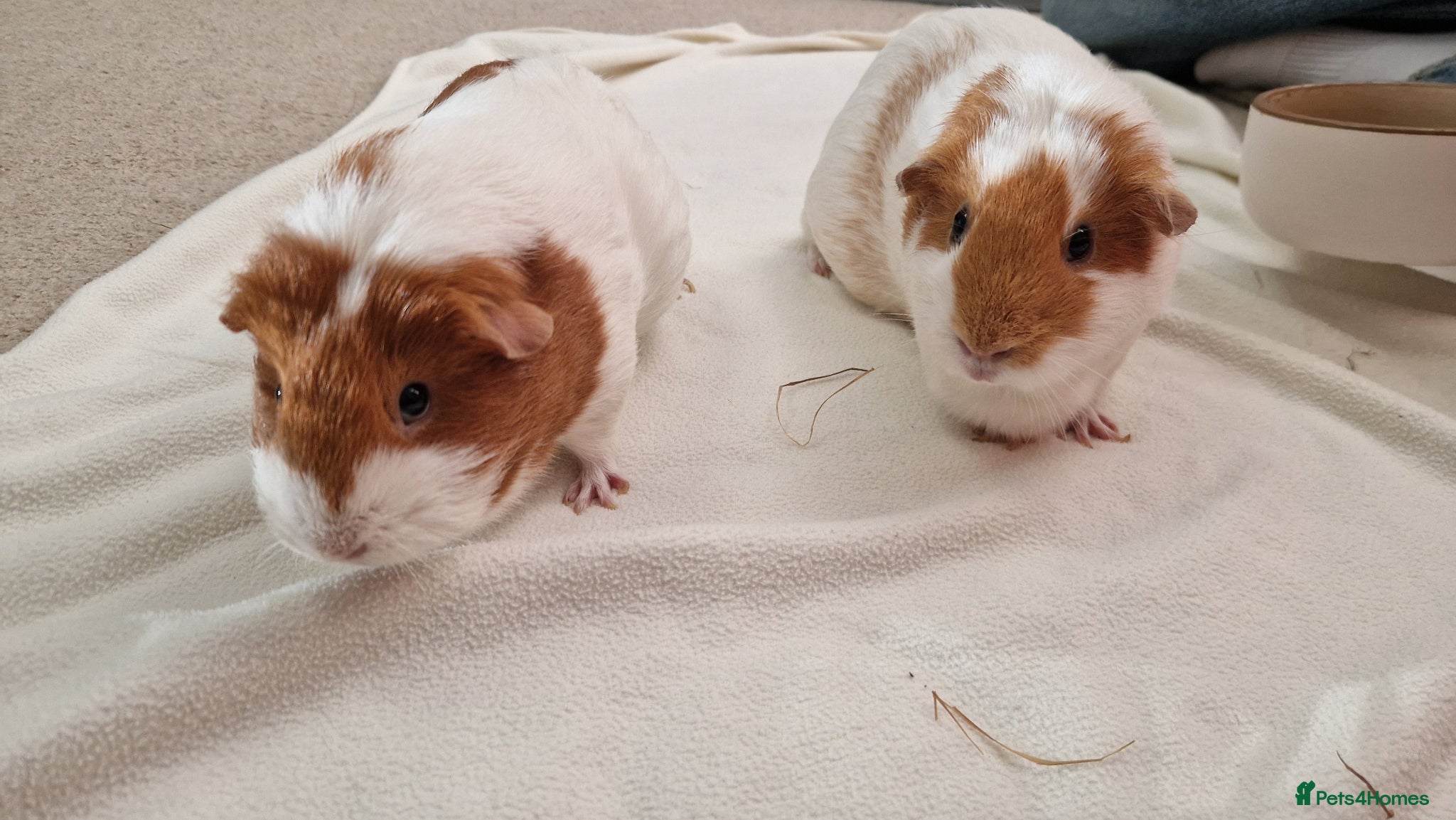 Guinea Pig rodents Two female guinea pigs - Poppy & Rosie - Advert 9