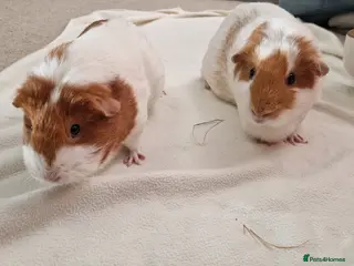 Guinea Pig rodents Two female guinea pigs - Poppy & Rosie - Advert 9
